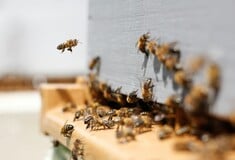 ΜΕΛΙΣΣΑ ΔΟΜΟΚΟ ΝΕΚΡΟΣ