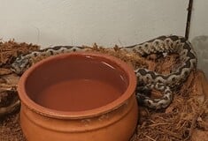 ΟΧΙΑ ΜΑΡΟΥΣΙ