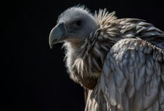 ΓΥΠΑΣ ΙΝΔΙΑ