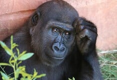 ΠΙΘΗΚΟΣ ΑΛΚΟΟΛ ΑΝΘΡΩΠΟΣ ΕΡΕΥΝΑ