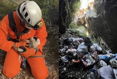 Πήλιο: Άγνωστοι πέταξαν κουτάβια σε βάραθρο 20 μέτρων – Ένα επέζησε και διασώθηκε