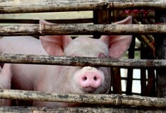 Ισπανία: Κινητοποιήθηκε ο στρατός για την αφρικανική πανώλη των χοίρων - Από τι προκλήθηκε η νόσος