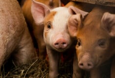 Ισπανία: Το ξέσπασμα της αφρικανικής πανώλης των χοίρων μπορεί να συνδέεται με την τροφή τους