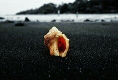 Κοχύλια που βρέθηκαν στην Ισπανία μπορεί να ανήκουν στα αρχαιότερα γνωστά μουσικά όργανα