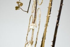 Ανδρέας Μαλλουρής: An Evening Botanist