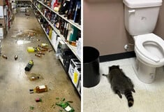 Ρακούν κάβα