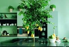 Matcha Mania: Το τσάι που έγινε… απόχρωση