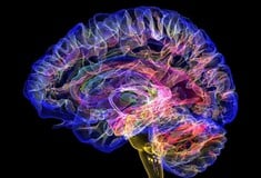 9, 32, 66 και 83 ετών: Αυτές είναι οι πέντε κρίσιμες ηλικίες του ανθρώπινου εγκεφάλου 