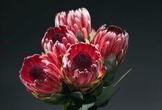 Δεν είναι τα γαριφαλάκια που ήξερες από τη μαμά σου