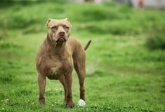 ΝΕΚΡΟ ΠΑΙΔΙ ΖΑΚΥΝΘΟΣ ΕΠΙΘΕΣΗ ΣΚΥΛΟΥ