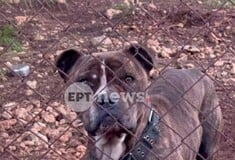 ΝΕΚΡΟ ΠΑΙΔΙ ΖΑΚΥΝΘΟΣ