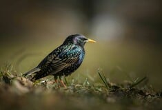 Γιατί όλο και περισσότεροι δρόμοι στη Βρετανία παίρνουν την ονομασία πτηνών