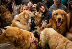 Μπουένος Άιρες: Ρεκόρ γκίνες διεκδικούν χιλιάδες golden retriever 