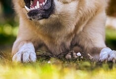 Νεκρό παιδί στη Ζάκυνθο: «Είδα τον πατέρα με αίματα, το σκυλί θα μας έτρωγε όλους», λέει ο πρόεδρος Αγίου Λέοντα