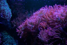 Κρίση στους κοραλλιογενείς υφάλους της Καραϊβικής – Χάθηκε σχεδόν το μισό των σκληρών κοραλλιών