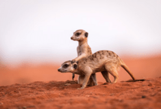  Πόσο μονογαμικοί είναι οι άνθρωποι σε σχέση με τα υπόλοιπα θηλαστικά; 