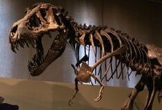 ΒΟΛΙΒΙΑ ΤΥΡΑΝΝΟΣΑΥΡΟΣ ΡΕΞ ΔΕΙΝΟΣΑΥΡΟΣ