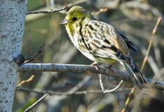 WWF ΠΤΗΝΑ ΛΟΥΓΑΡΟ