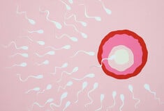 ΣΠΕΡΜΑ ΔΟΤΗ ΚΑΡΚΙΝΙΚΟ ΓΟΝΙΔΙΩΜΑ