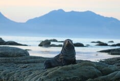 ΑΝΑΒΥΣΣΟΣ ΜΕΣΟΓΕΙΑΚΗ ΦΩΚΙΑ ΜΑΥΡΟ ΛΙΘΑΡΙ