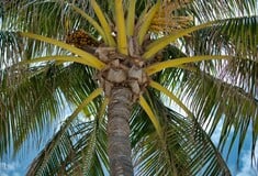 ΡΙΟ ΝΤΕ ΤΖΑΝΕΙΡΟ ΒΡΑΖΙΛΙΑ ΦΟΙΝΙΚΑΣ