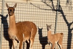 ΚΑΛΑΒΡΥΤΑ ΖΩΟΛΟΓΙΚΟΣ ΚΗΠΟΣ