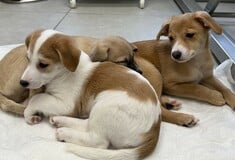 Νέο κουταβάκι ή γατάκι; Οδηγός για «Νέους Γονείς» που θέλουν να κάνουν ένα σωστό και ισορροπημένο ξεκίνημα