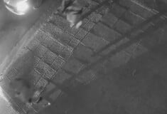 ΧΑΛΑΝΔΡΙ ΓΙΟΣ ΚΑΤΡΙΝΗ