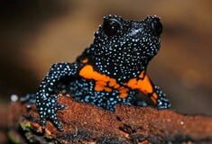 Σπάνιο είδος «γαλαξιακών βατράχων» θανατώνεται εξαιτίας φωτογράφων