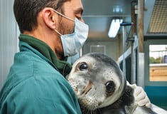 «Ελληνική τραγωδία»: Οι φώκιες Monachus monachus κρύβονται σε σπηλιές για να γλιτώσουν από τον τουρισμό