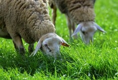 ΟΠΕΚΕΠΕ: Έκτακτοι έλεγχοι στα Ιωάννινα μετά από καταγγελία