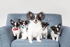 Εσείς θα κλωνοποιούσατε το κατοικίδιό σας; 