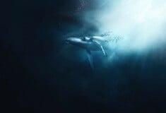 ΣΚ / Εντοπίστηκε θανατηφόρος ιός στην αναπνοή των φαλαινών της Αρκτικής