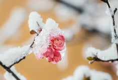 ΚΑΙΡΟΣ ΧΡΙΣΤΟΥΓΕΝΝΑ ΠΡΩΤΟΧΡΟΝΙΑ ΤΣΑΤΡΑΦΥΛΛΙΑΣ