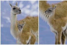 Θηλυκό γκουανάκο καταγράφηκε να περιμένει το μικρό της που προσπαθεί να την προλάβει