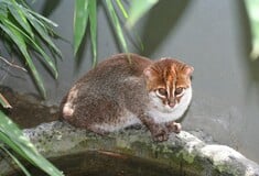 ΑΓΡΙΟΓΑΤΑ ΑΠΕΙΛΟΥΜΕΝΟ ΕΙΔΟΣ ΤΑΙΛΑΝΔΗ