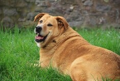 ΦΑΡΜΑΚΑ ΑΔΥΝΑΤΙΣΜΑΤΟΣ ΓΑΤΕΣ ΣΚΥΛΟΙ