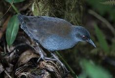 «Μετά από 200 χρόνια βλέπουμε ξανά αυτό το είδος»: Τα σπάνια πουλιά που επιστρέφουν στα νησιά Γκαλαπάγκος