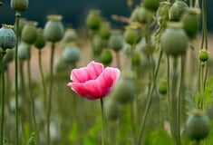 Αφγανιστάν: Σημαντικές απώλειες για τους αγρότες μετά την απαγόρευση καλλιέργειας παπαρούνας από τους Ταλιμπάν