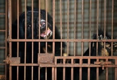 Νότια Κορέα: Τέλος στην εκτροφή αρκούδων για χολή, έπειτα από χρόνια αντιδράσεων