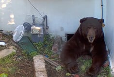 «Ακούγεται σαν δράκος»: Mαύρη αρκούδα έχει εγκατασταθεί κάτω από σπίτι στην Καλιφόρνια