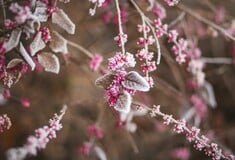 Καιρός - Τσατραφύλλιας: Πότε υποχωρεί το κρύο - Πού έφτασε τους μείον 15 βαθμούς η θερμοκρασία