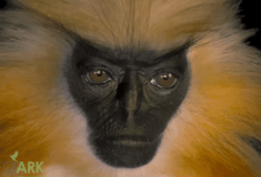 ΣΠΑΝΙΟ ΕΙΔΟΣ ΜΑΙΜΟΥ 