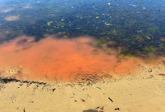 Ροζ γλίτσα σε παραλία της Τασμανίας προκαλεί ανησυχία 