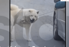 Θεσσαλονίκη: «Τον πάω βόλτα», λέει ο οδηγός που έσερνε σκύλο με λουρί ενώ οδηγούσε