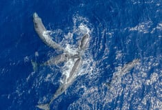 30x30: Μια παγκόσμια πρωτοβουλία που προστατεύει τις ελληνικές θάλασσες 