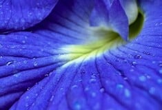 ΣΚ - Πώς ένα μπλε λουλούδι αλλάζει το μέλλον των αγροτών στην Ινδία