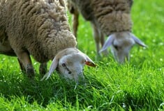 ΠΙΕΡΙΑ ΑΥΤΟΚΤΟΝΙΑ ΕΥΛΟΓΙΑ ΑΙΓΟΠΡΟΒΑΤΩΝ