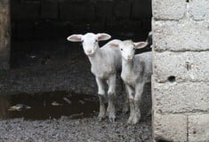 Πιερία: «Από την ημέρα που τα σφαγιάσανε έγινε άλλος άνθρωπος» λένε συγγενείς του κτηνοτρόφου που κρεμάστηκε