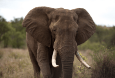 ΙΝΔΙΑ ΕΛΕΦΑΝΤΑΣ 